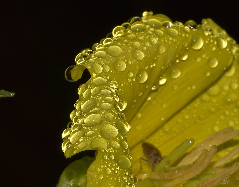 nature, flower, yellow, drops, water, wet, close-up, studio shot HD wallpaper