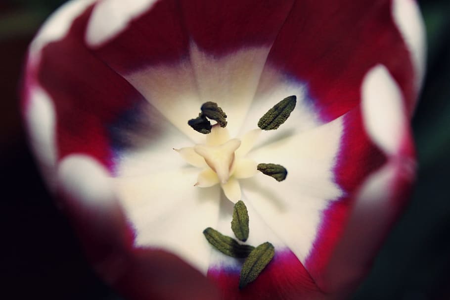 HD wallpaper: tulip, flowers, shrub, bloom, close up, petals, flora