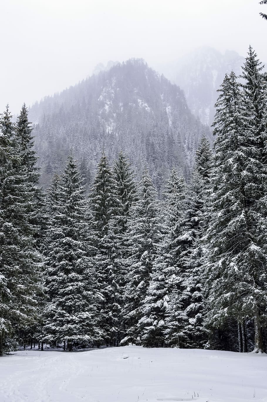 Cold, Forest, Frost, Frozen, december, ice, landscape, mountain HD wallpaper