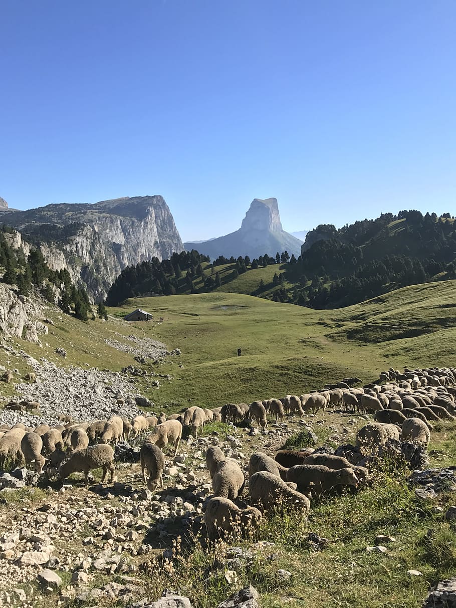 vercors, mount needle, sheep, mammal, livestock, sky, domestic animals HD wallpaper