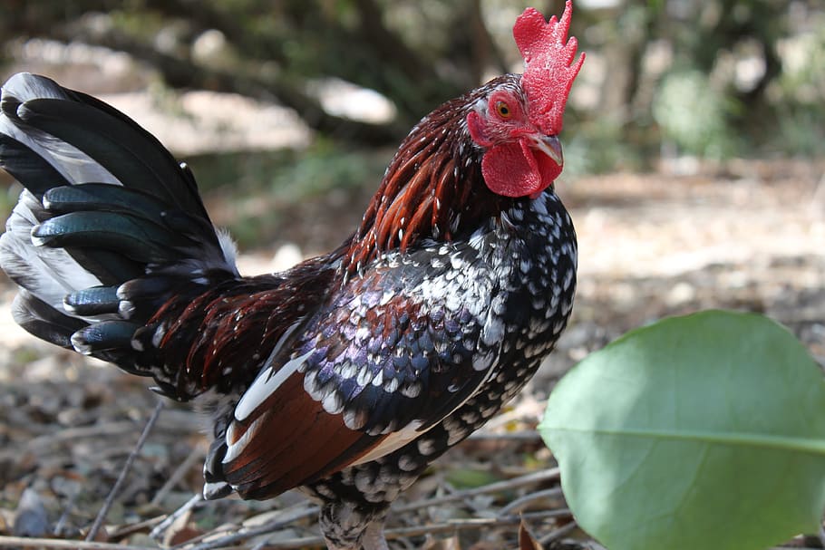rooster, red, chicken, farm, agriculture, poultry, animal, bird HD wallpaper