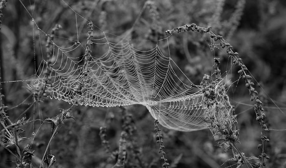drops, dew, place, nature, spider Web, close-up, fragility HD wallpaper