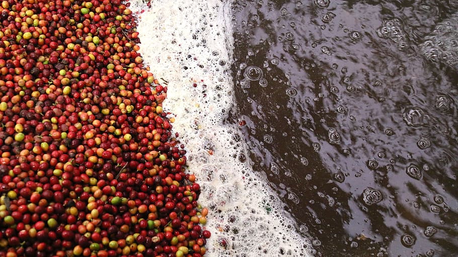 coffee, processing coffee, wet process, high angle view, water HD wallpaper