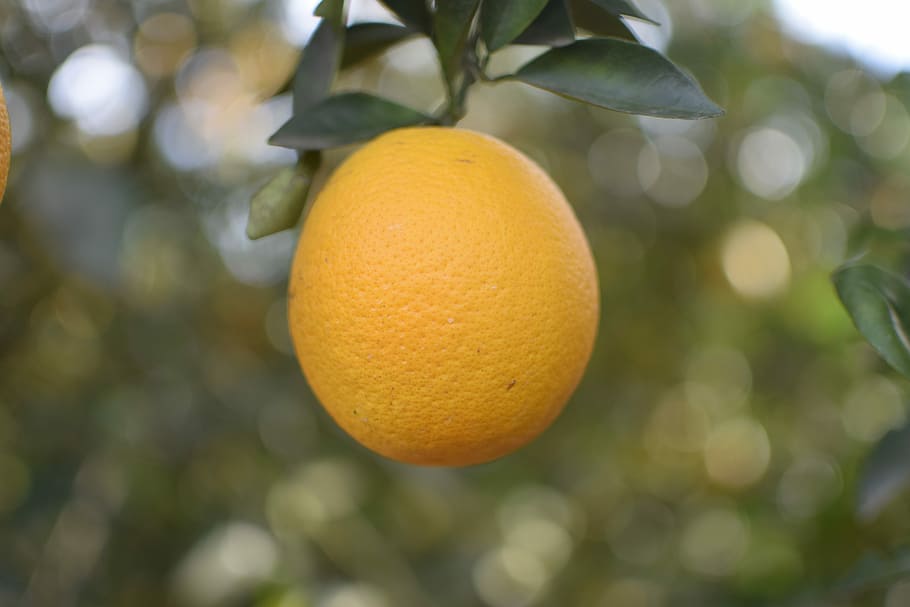 orange, fruit, nature, leaf, tree, juicy, harvest, plant, citrus fruit HD wallpaper
