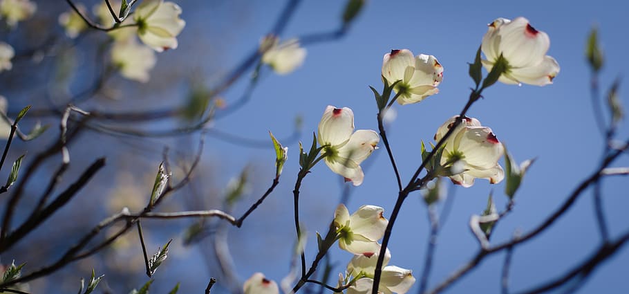 flowers, spring, tree, floral, nature, bloom, spring flowers HD wallpaper