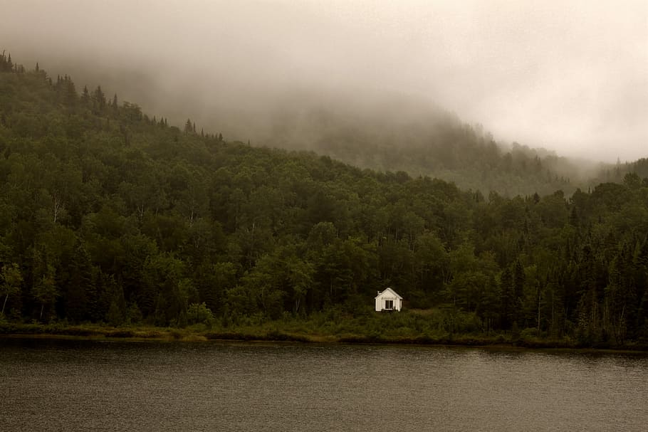 Quebec, Lake, Landscape, Nature, one animal, tree, no people HD wallpaper