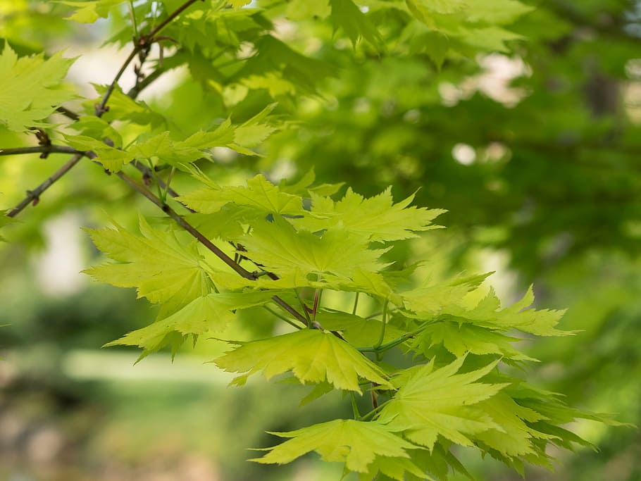 leaves, shrub, maple, green, foliage, tree, tree branches, nature HD wallpaper