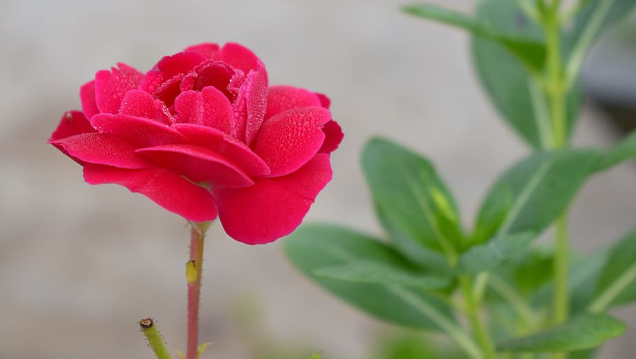red rose, flower, bloom, blossom, plant, rosa, flowering plant HD wallpaper