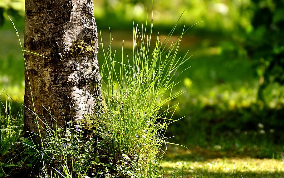 tree, grass, garden, nature, grasses, meadow, plant, trunk HD wallpaper