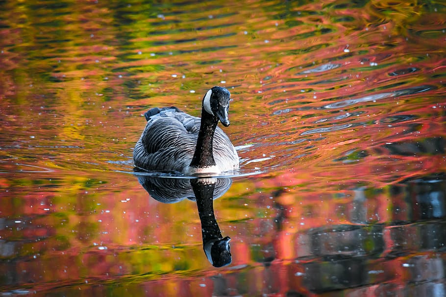 gray swan on water, canada goose, bill, head, eye, view, look, HD wallpaper