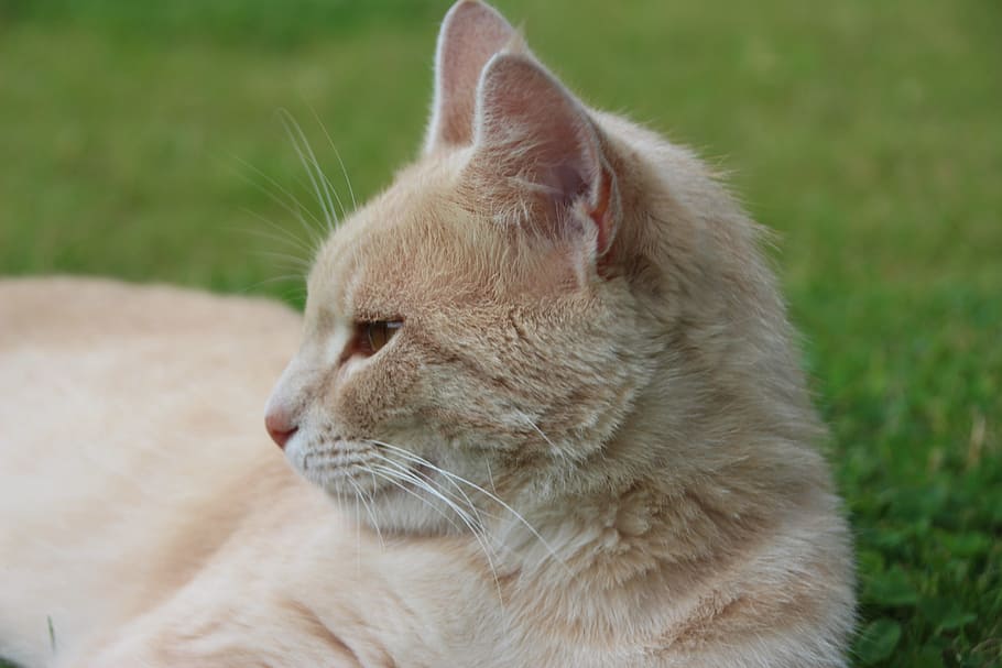 nature, grass, cats, domestic, mammal, one animal, pets, domestic animals HD wallpaper