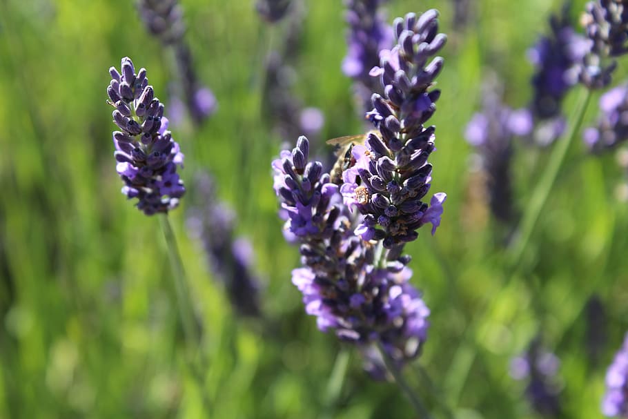 Lavender, Herb, Flower, Bloom, Field, buds, flora, wild, herbs HD wallpaper
