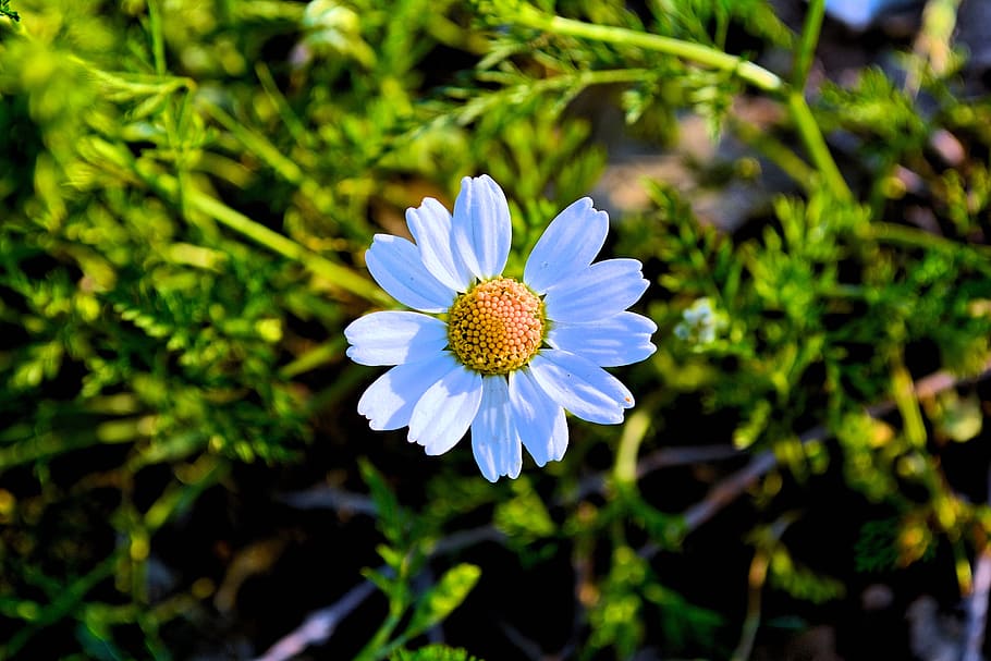White Daisy Flower, blooming, bright, color, depth of field, flora HD wallpaper