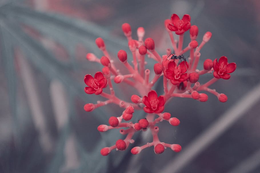 flower, red, bee, nature, plant, floral, garden, natural, blossom HD wallpaper