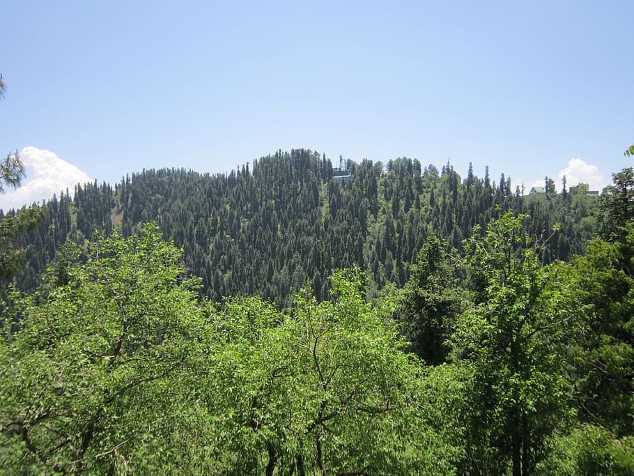 hill, forest, trees, nature, landscape, outdoor, travel, scene HD wallpaper