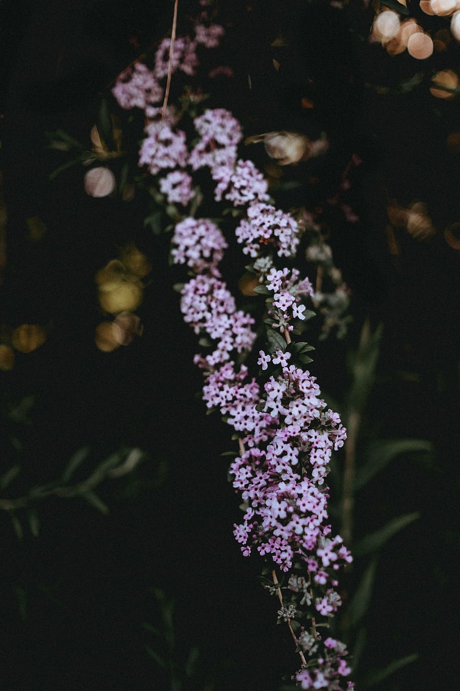 shallow focus photography of pink plants, Florals, flower, nature HD wallpaper