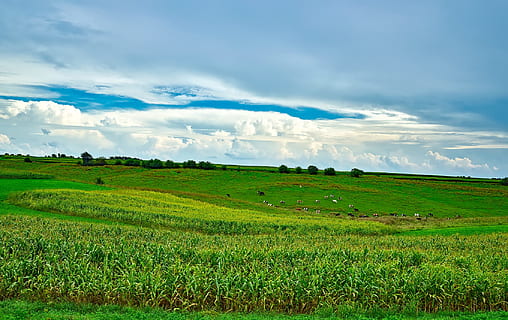 green grass field at daytime, Wisconsin, Fields, Meadow, Cattle HD wallpaper