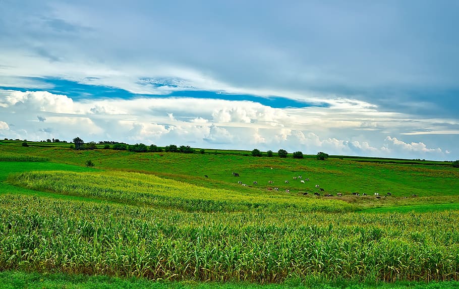 green grass field at daytime, Wisconsin, Fields, Meadow, Cattle HD wallpaper