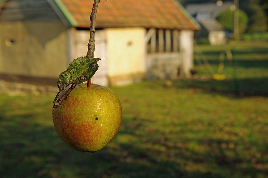 Apple, Normandy, Fall, Hedgerow, fruit, food and drink, focus on foreground HD wallpaper
