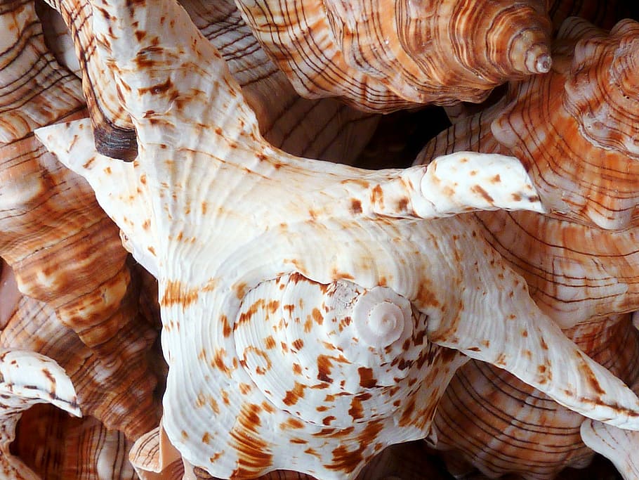 Shell, Sea, Beach, Beach, Sand, Nature, Lime, no people, animal themes HD wallpaper