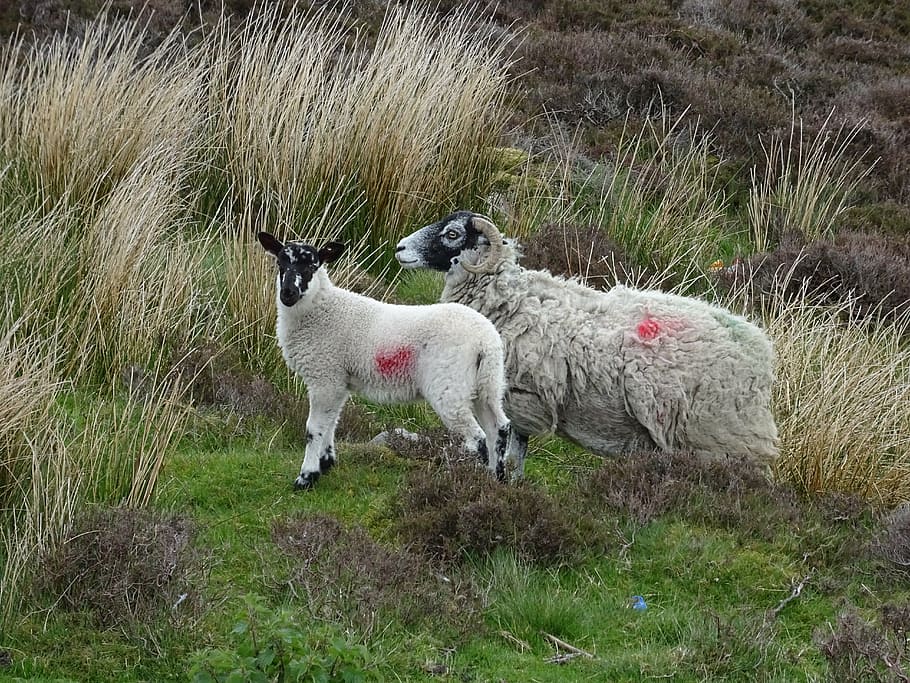 sheep, ewe, lamb, animal, mammal, agriculture, wool, livestock HD wallpaper