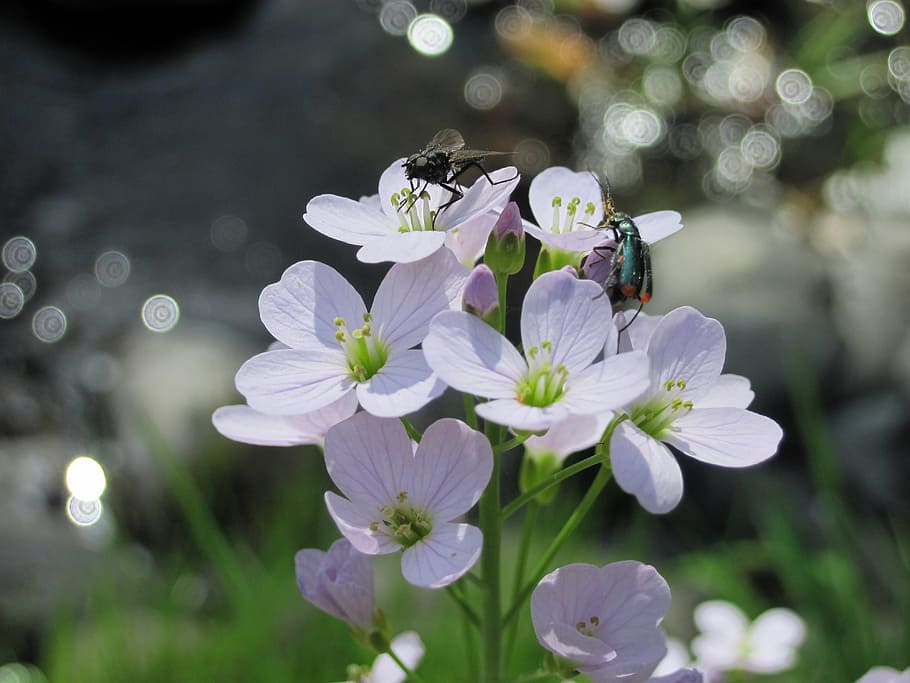 flowers, insect, beetle, fly, plant, white, river, sun, nature, HD wallpaper