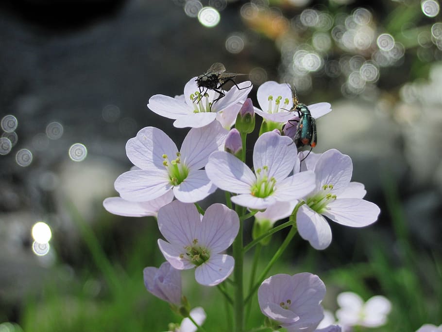 flowers, insect, beetle, fly, plant, white, river, sun, nature HD wallpaper