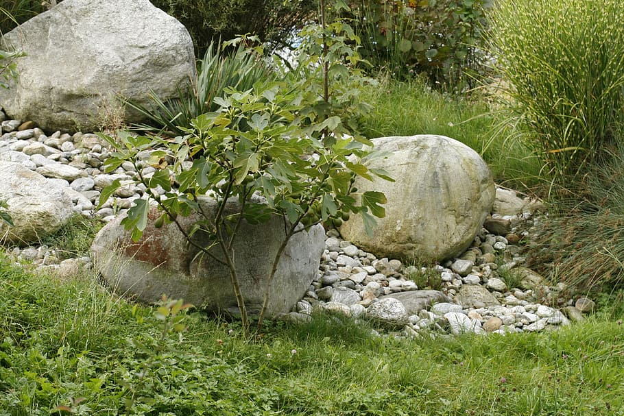 tree, stone, meadow, plant, rock, nature, rock - object, grass HD wallpaper