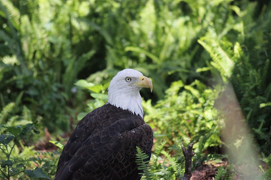 Bald Eagle, Raptor, Bird, wildlife, proud, american, majestic HD wallpaper