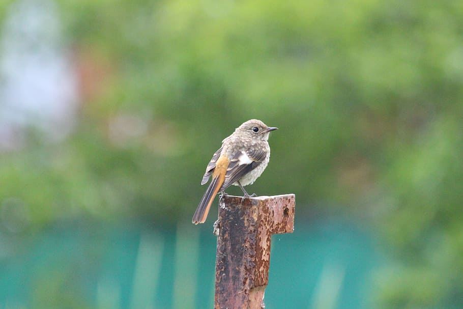 Redstart, Chick, chick redstart, phoenicurus phoenicurus, birds HD wallpaper