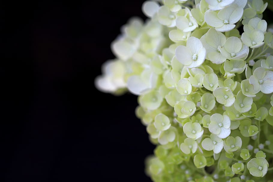 Hydrangea, Plants, Nature, Forest, flowers, landscape, park HD wallpaper