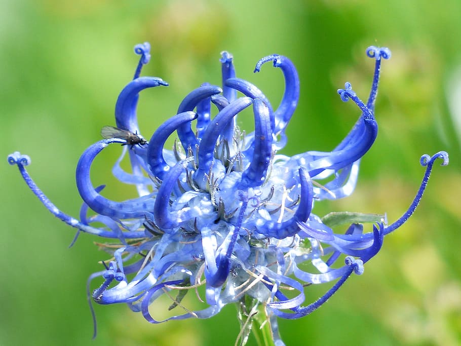 Spherical, Devil'S Claw, Flower, Blossom, spherical devil's claw HD wallpaper