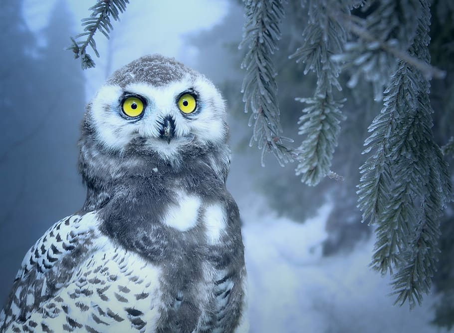 snow covered barn owl, snow owl, bird, forest, eyes, yellow, close