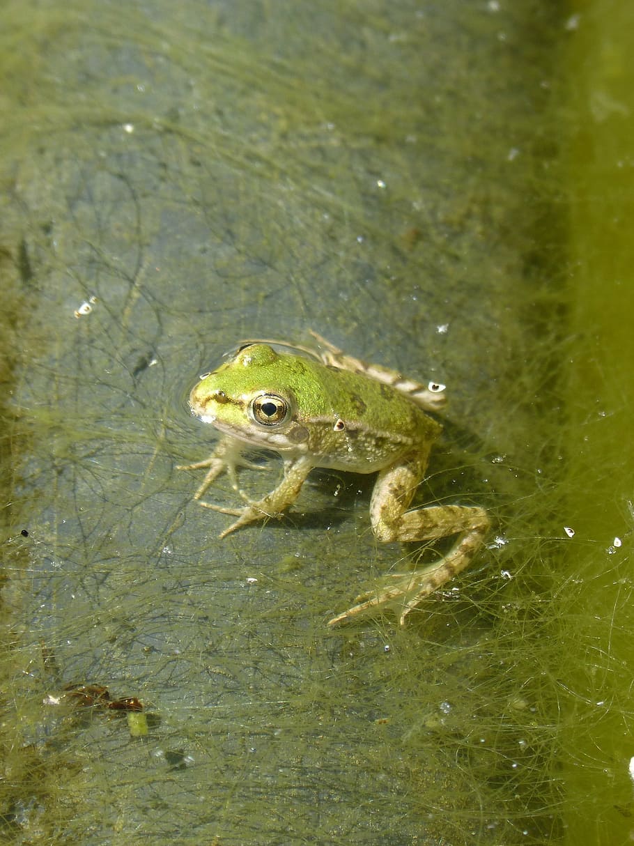 frog, batrachian, small, raft, algae, float, green frog, croak HD wallpaper