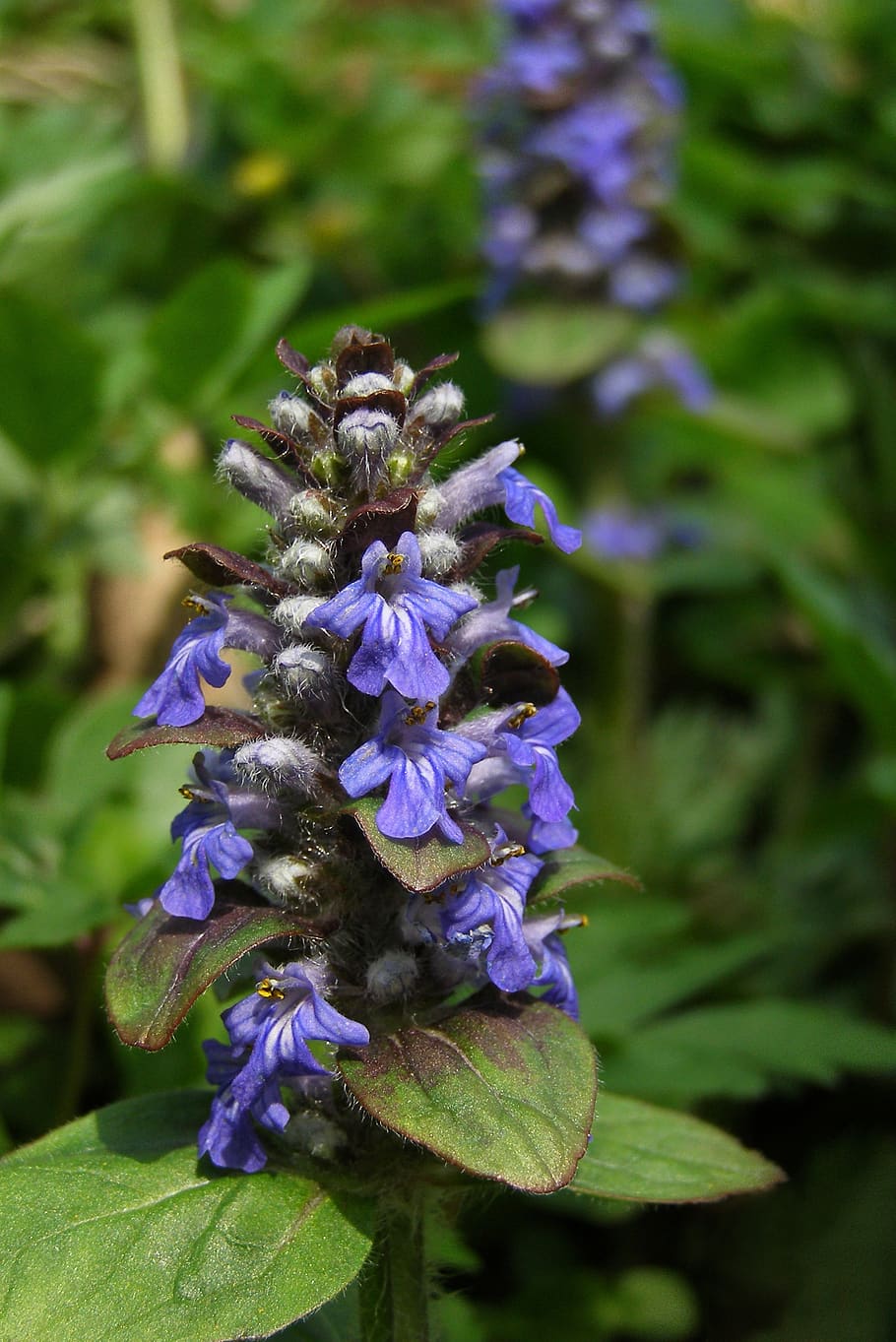 Ajuga 1080P, 2K, 4K, 5K HD wallpapers free download | Wallpaper Flare