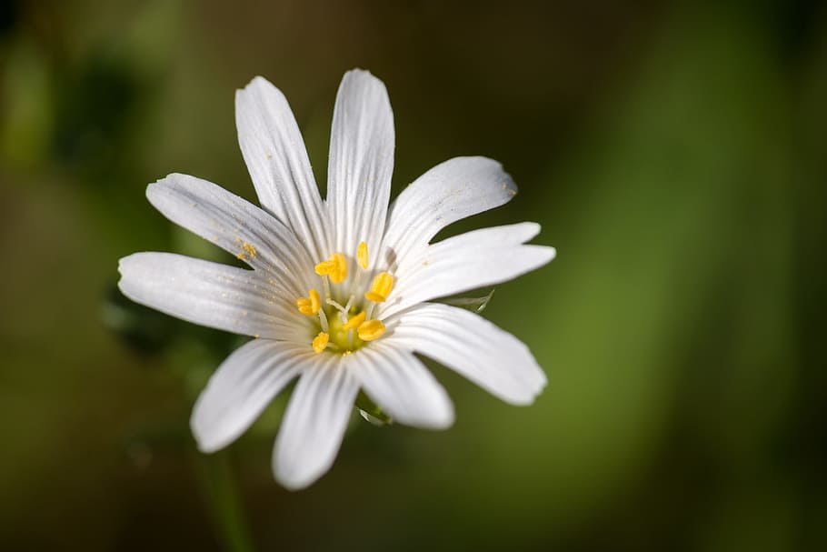 Chickweed, Blossom, Bloom, White, wild plant, wild flower, spring HD wallpaper