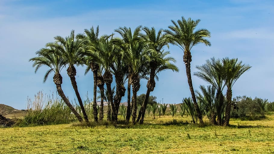 Cyprus, Palms, Trees, Group, troulli, landscape, palm tree HD wallpaper