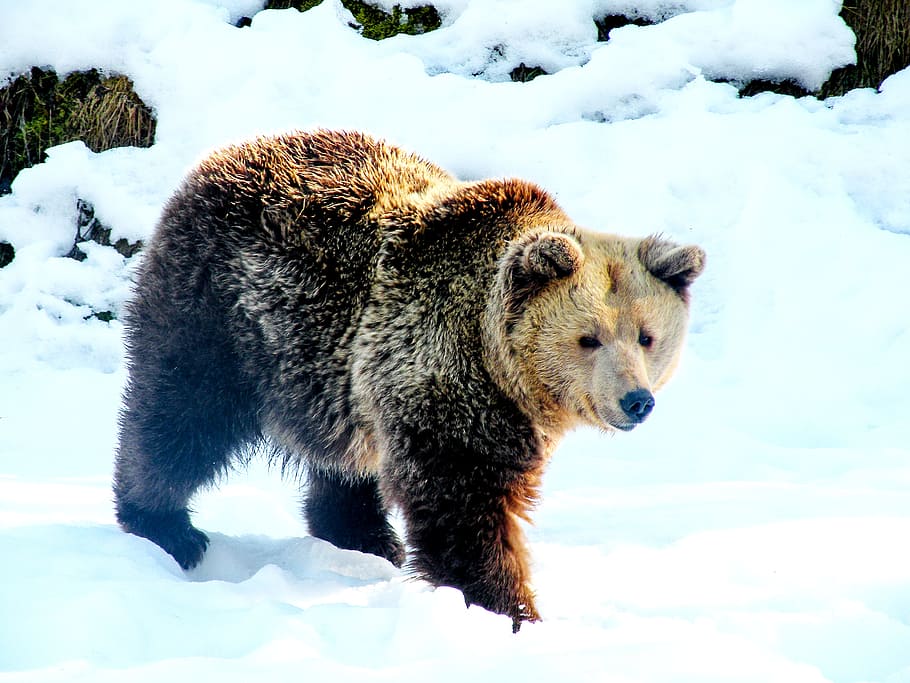 brown bear on snow field at daytime, winter, teddy bear, nature