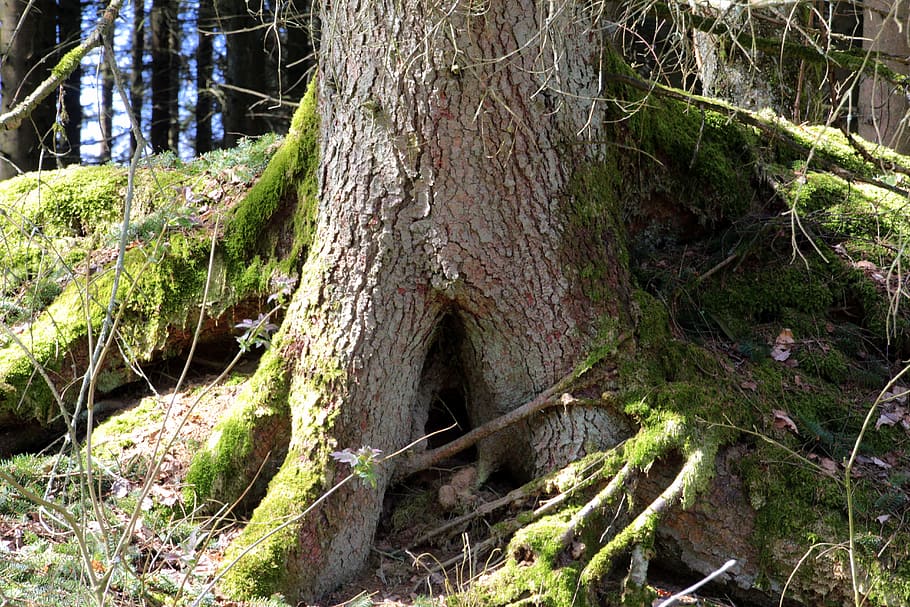 Log, Old, Moss, Root, Forest, bemoost, nature, tree stump, moss growth HD wallpaper