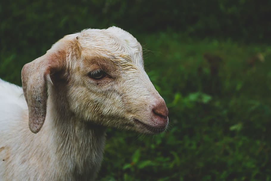 Like sheep. Зеленая коза. Собака с мордой овечки. Козел бараний.