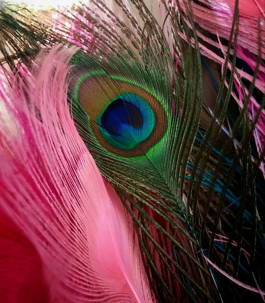 peacock, feather, nature, bird, pink, multi colored, peacock feather, HD wallpaper