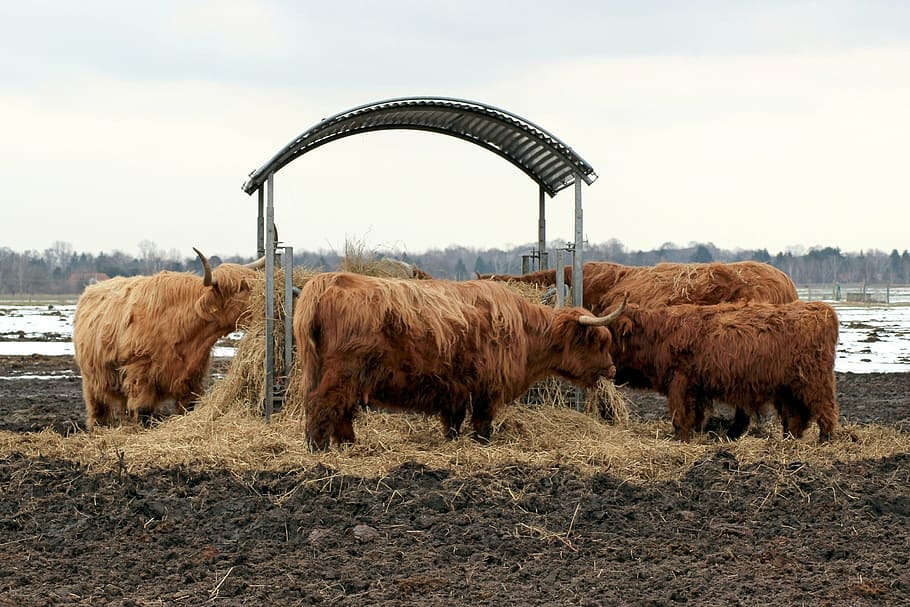 galloway, beef, cattle, galloway beef, farm, agriculture, cow HD wallpaper