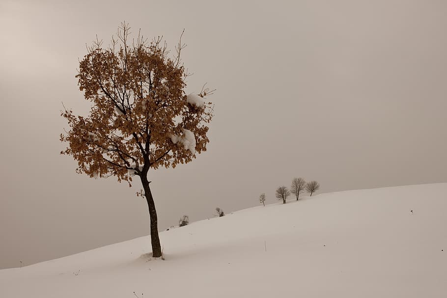 Winter, Snow, Tree, Landscape, snow landscape, nature, mountain HD wallpaper