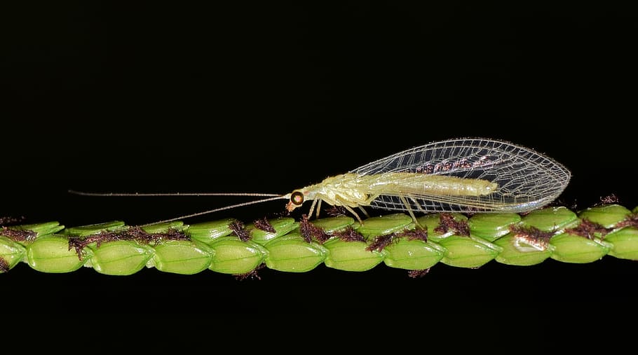 green lacewing, common lacewing, insect, insectoid, stinkfly, HD wallpaper