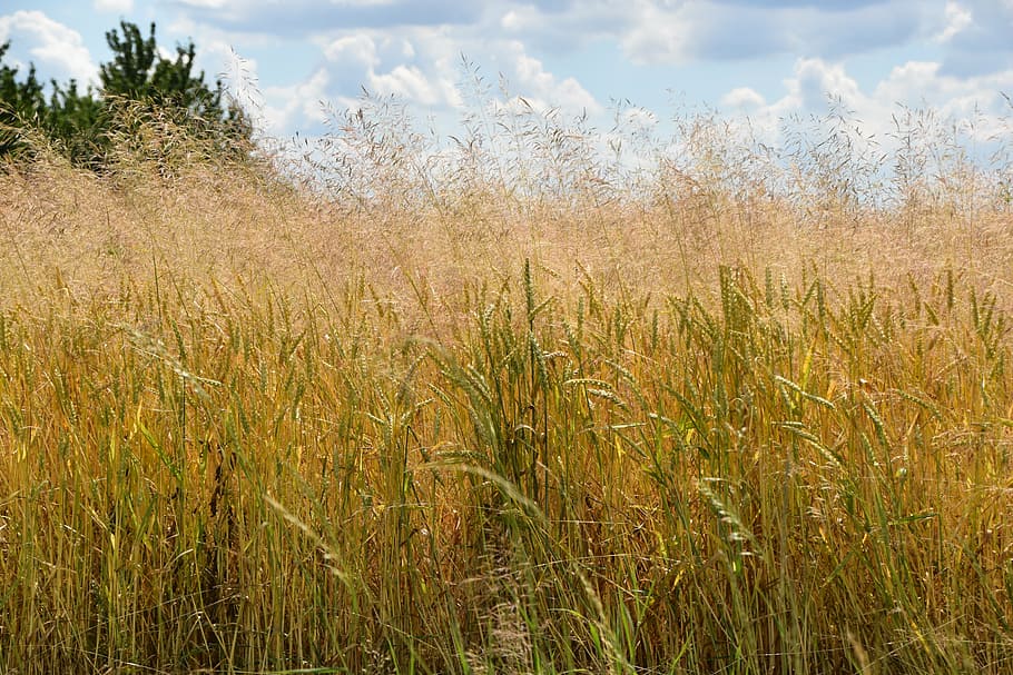 summer, corn, field, meadow, plant, growth, land, beauty in nature HD wallpaper