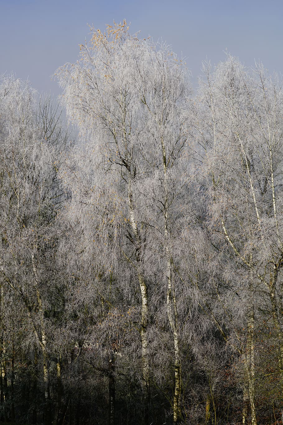 Hoarfrost, Cold, Winter, Winter, Trees, Birch, winter time HD wallpaper