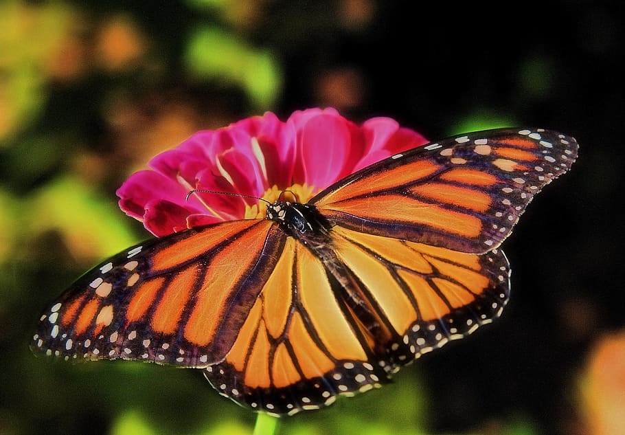 monarch, butterfly, orange, insect, nature, wings, bug, wildlife HD wallpaper