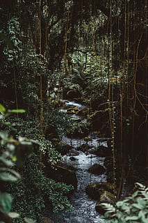 water flowing in forest, river and tree inside a forest, stream HD wallpaper