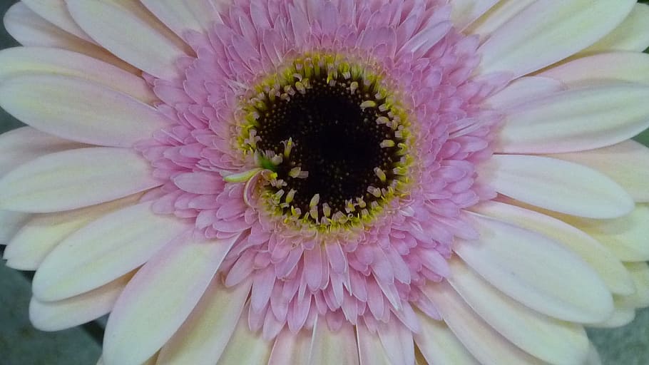 gerbera, flower, large, beautiful, blossom, bloom, white, small HD wallpaper