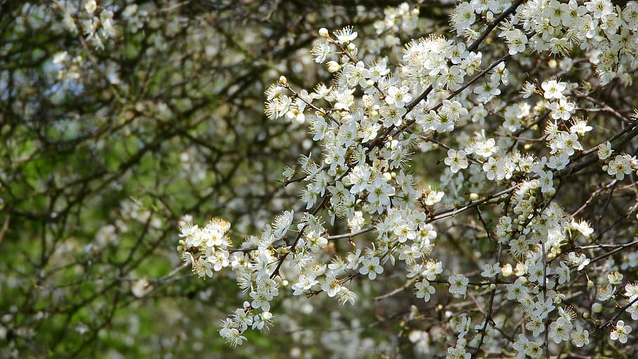 HD wallpaper: prunus spinosa, blackthorn, spring flowers, white flowers ...